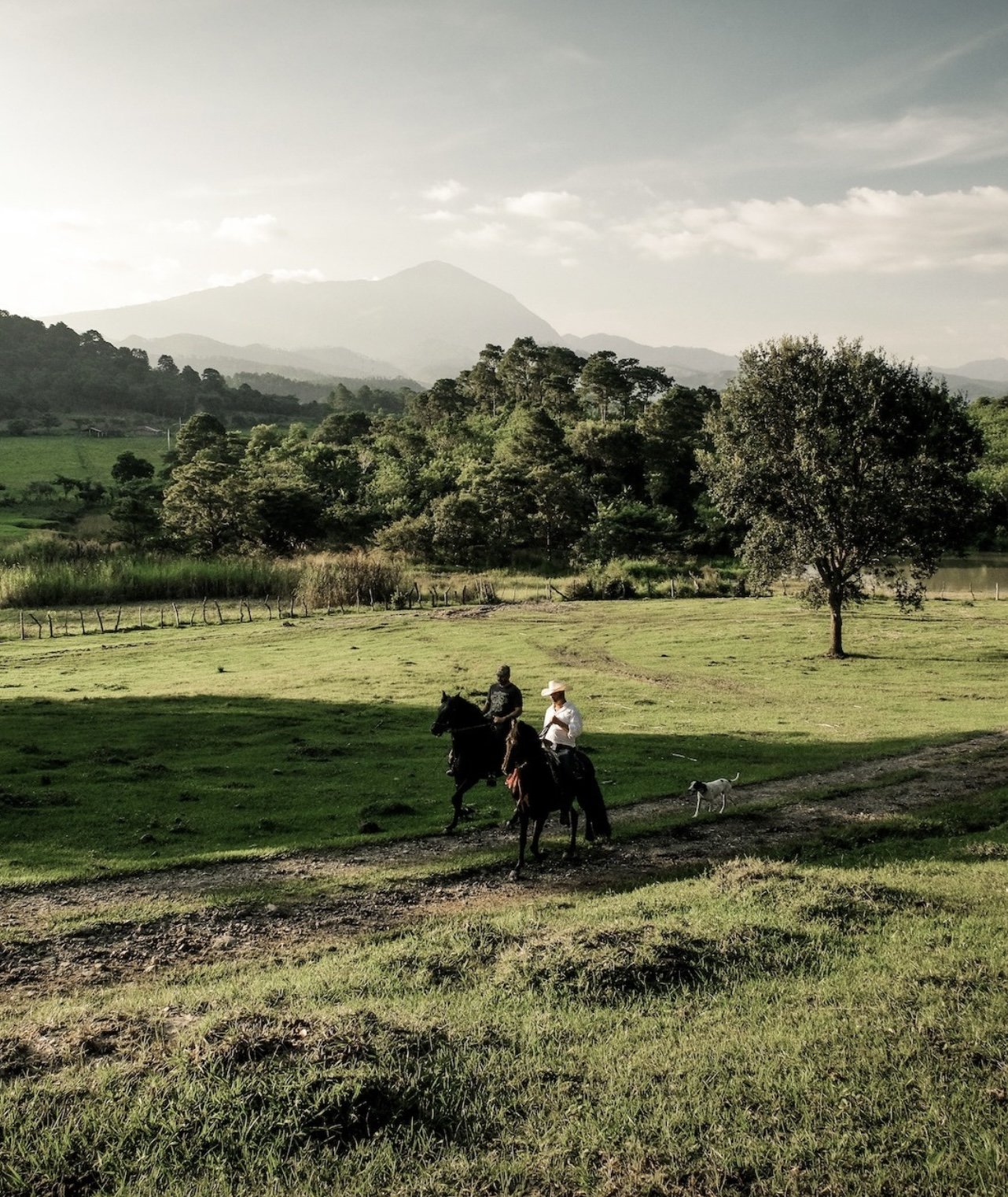 Exploring the Rich Flavors of Honduras Coffee
